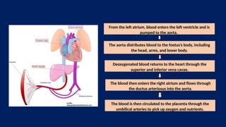 From the left atrium, blood enters the left ventricle and is
pumped to the aorta.
The aorta distributes blood to the foetus’s body, including
the head, arms, and lower body.
Deoxygenated blood returns to the heart through the
superior and inferior vena cavae.
The blood then enters the right atrium and flows through
the ductus arteriosus into the aorta.
The blood is then circulated to the placenta through the
umbilical arteries to pick up oxygen and nutrients.
 