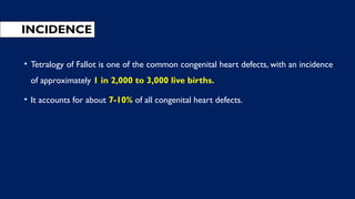 INCIDENCE
• Tetralogy of Fallot is one of the common congenital heart defects, with an incidence
of approximately 1 in 2,000 to 3,000 live births.
• It accounts for about 7-10% of all congenital heart defects.
 