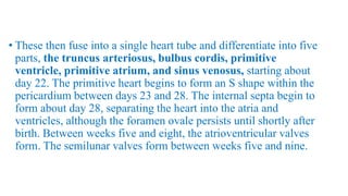• These then fuse into a single heart tube and differentiate into five
parts, the truncus arteriosus, bulbus cordis, primitive
ventricle, primitive atrium, and sinus venosus, starting about
day 22. The primitive heart begins to form an S shape within the
pericardium between days 23 and 28. The internal septa begin to
form about day 28, separating the heart into the atria and
ventricles, although the foramen ovale persists until shortly after
birth. Between weeks five and eight, the atrioventricular valves
form. The semilunar valves form between weeks five and nine.
 