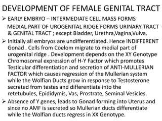 DEVELOPMENT OF FEMALE GENITAL TRACT
 EARLY EMBRYO – INTERMEDIATE CELL MASS FORMS
  MEDIAL PART OF UROGENITAL RIDGE FORMS URINARY TRACT
  & GENITAL TRACT ; except Bladder, Urethra,Vagina,Vulva.
 Initially all embryos are undifferentiated. Hence INDIFFERENT
  Gonad . Cells from Coelom migrate to medial part of
  urogenital ridge . Development depends on the XY Genotype
  Chromosomal expression of H-Y Factor which promotes
  Testicular differentiation and secretion of ANTI-MULLERIAN
  FACTOR which causes regression of the Mullerian system
  while the Wolfian Ducts grow in response to Testosterone
  secreted from testes and differentiate into the
  retetubules, Epididymis, Vas, Prostrate, Seminal Vesicles.
 Absence of Y genes, leads to Gonad forming into Uterus and
  since no AMF is secreted so Mullerian ducts differentiate
  while the Wolfian ducts regress in XX Genotype.
 