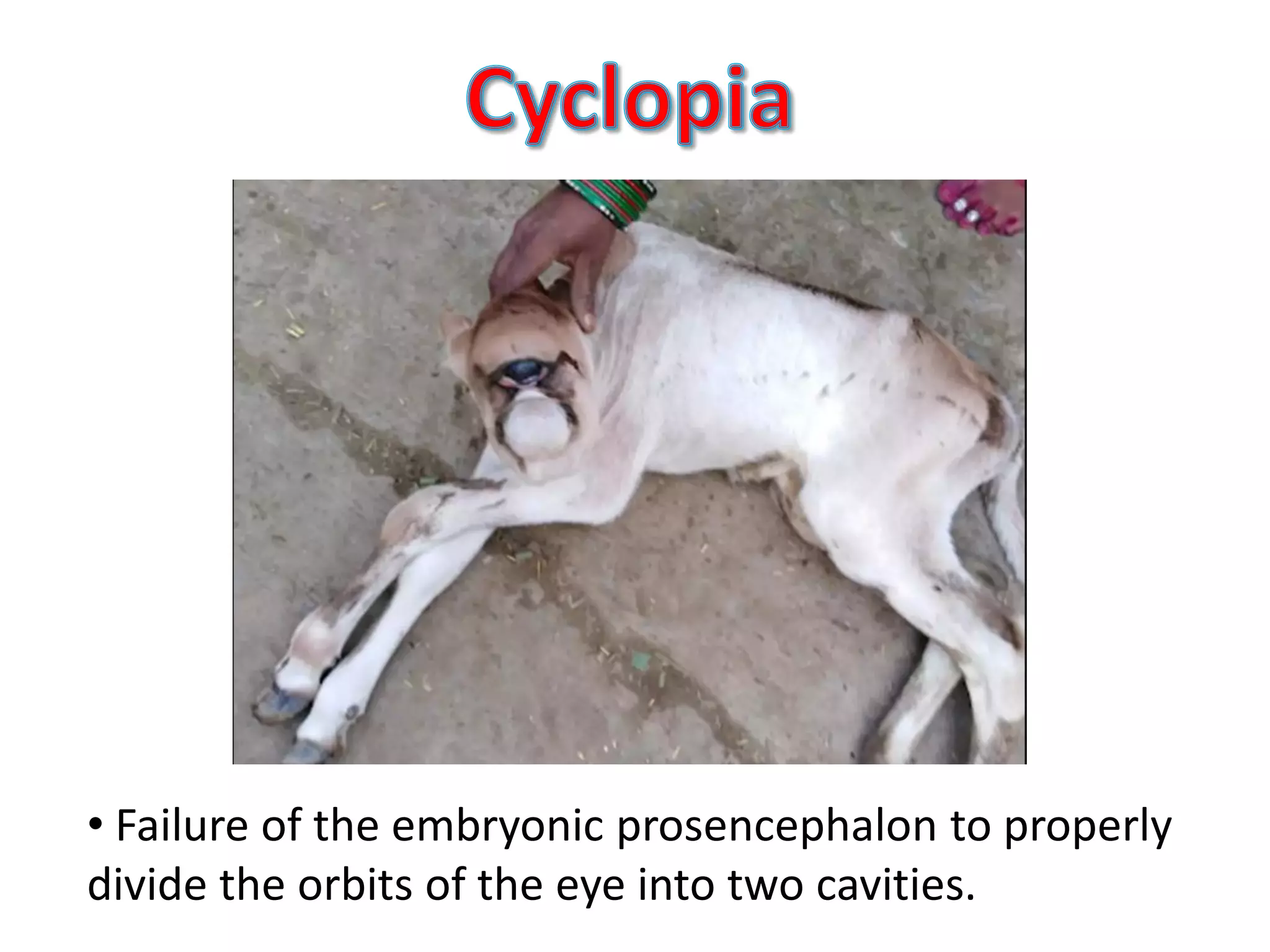 Congenital musculoskeletal diseases of domestic animals | PPT