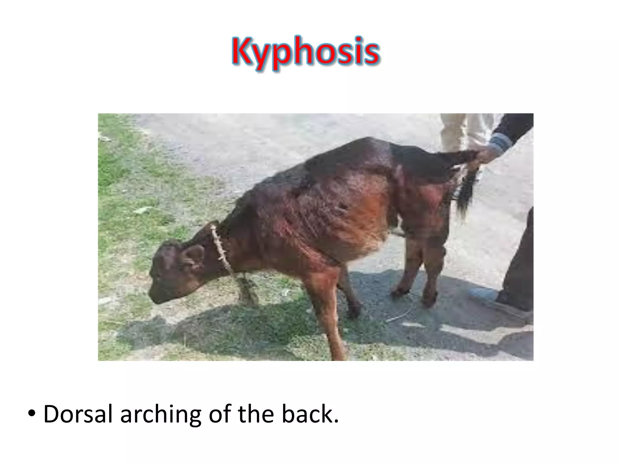 Congenital musculoskeletal diseases of domestic animals | PPT