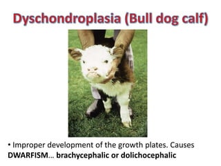 Congenital musculoskeletal diseases of domestic animals | PDF