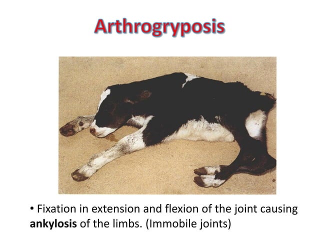 Congenital musculoskeletal diseases of domestic animals | PPT