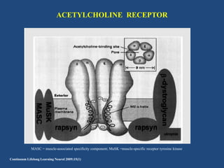 ACETYLCHOLINE RECEPTOR

MASC = muscle-associated specificity component; MuSK =muscle-specific receptor tyrosine kinase
Continuum Lifelong Learning Neurol 2009;15(1)

 