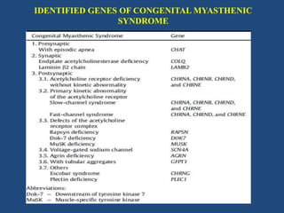 IDENTIFIED GENES OF CONGENITAL MYASTHENIC
SYNDROME

 
