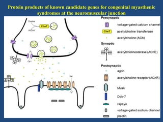 Protein products of known candidate genes for congenital myasthenic
syndromes at the neuromuscular junction

 