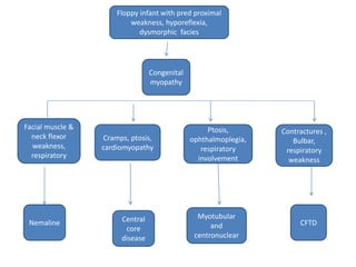 Floppy infant with pred proximal
weakness, hyporeflexia,
dysmorphic facies
Nemaline
Ptosis,
ophthalmoplegia,
respiratory
involvement
Cramps, ptosis,
cardiomyopathy
Congenital
myopathy
Facial muscle &
neck flexor
weakness,
respiratory
Contractures ,
Bulbar,
respiratory
weakness
CFTD
Myotubular
and
centronuclear
Central
core
disease
 