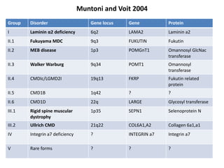 Muntoni and Voit 2004
Group Disorder Gene locus Gene Protein
I Laminin α2 deficiency 6q2 LAMA2 Laminin a2
II.1 Fukuyama MDC 9q3 FUKUTIN Fukutin
II.2 MEB disease 1p3 POMGnT1 Omannosyl GlcNac
transferase
II.3 Walker Warburg 9q34 POMT1 Omannosyl
transferase
II.4 CMDIc/LGMD2I 19q13 FKRP Fukutin related
protein
II.5 CMD1B 1q42 ? ?
II.6 CMD1D 22q LARGE Glycosyl transferase
III.1 Rigid spine muscular
dystrophy
1p35 SEPN1 Selenoprotein N
III.2 Ullrich CMD 21q22 COL6A1,A2 Collagen 6a1,a1
IV Integrin a7 deficiency ? INTEGRIN a7 Integrin a7
V Rare forms ? ? ?
 