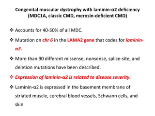 Congenital muscular dystrophy with laminin-α2 deficiency
(MDC1A, classic CMD, merosin-deficient CMD)
 Accounts for 40-50% of all MDC.
 Mutation on chr 6 in the LAMA2 gene that codes for laminin-
α2.
 More than 90 different missense, nonsense, splice-site, and
deletion mutations have been described.
 Expression of laminin-α2 is related to disease severity.
 Laminin-α2 is expressed in the basement membrane of
striated muscle, cerebral blood vessels, Schwann cells, and
skin
 