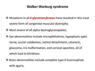 Walker-Warburg syndrome
 Mutations in all 6 glycotransferases have resulted in this most
severe form of congenital muscular dystrophy.
 Most severe of all alpha dystroglycanopaties.
 Eye abnormalities include microphthalmos, hypoplastic optic
nerve, ocular colobomas, retinal detachment, cataracts,
glaucoma, iris malformation, and corneal opacities, all of
which lead to blindness.
 Brain abnormalities include complete type II lissencephaly
with agyria.
 