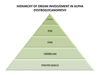 HIERARCHY OF ORGAN INVOLVEMENT IN ALPHA
DYSTROGLYCANOPATHY
CEREBRUM
EYES
PONS
CEREBELLUM
STRIATEDMUSCLE
 