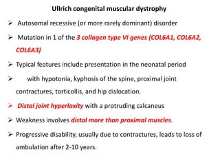 Ullrich congenital muscular dystrophy
 Autosomal recessive (or more rarely dominant) disorder
 Mutation in 1 of the 3 collagen type VI genes (COL6A1, COL6A2,
COL6A3).
 Typical features include presentation in the neonatal period
 with hypotonia, kyphosis of the spine, proximal joint
contractures, torticollis, and hip dislocation.
 Distal joint hyperlaxity with a protruding calcaneus
 Weakness involves distal more than proximal muscles.
 Progressive disability, usually due to contractures, leads to loss of
ambulation after 2-10 years.
 