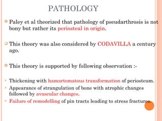 PATHOLOGY
 Paley et al theorized that pathology of pseudarthrosis is not
bony but rather its periosteal in origin.
 This theory was also considered by CODAVILLA a century
ago.
 This theory is supported by following observation :-
 Thickening with hamartomatous transformation of periosteum.
 Appearance of strangulation of bone with atrophic changes
followed by avascular changes.
 Failure of remodelling of pin tracts leading to stress fractures.
 