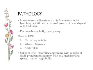 PATHOLOGY
• Major fetus- small perivascular inflammatory foci &
lymphocytic infiltrate  reduced growth of parenchymal
cells & fibrosis.
• Placenta- heavy, bulky, pale, greasy.
Placenta HPE-
1. Necrotizing funisitis
2. Villous enlargement
3. Acute villitis
• Stillborn fetus- macerated appearance with collapse of
skull, protuberant abdomen with enlarged liver and
spleen, haemorrhagic bulla.
 