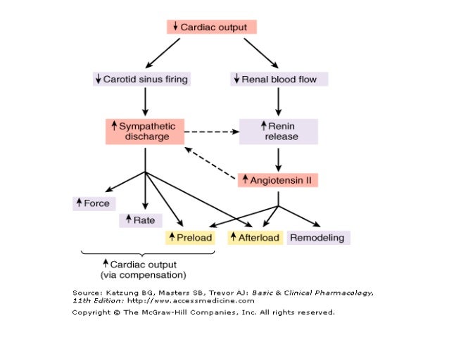 chf pathophysiology