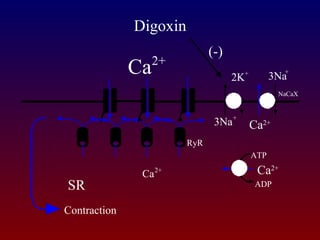 SR
ATP
ADP
Ca2+
Ca2+
3Na
+
Contraction
NaCaX
ATPase
3Na+
ATPase
2K+
RyR
Digoxin
(-)
Ca2+
Ca2+
 