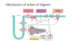 Mechanism of action of Digoxin
 