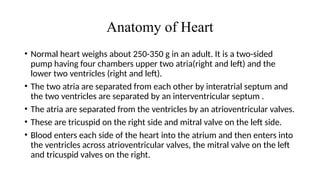 Anatomy of Heart
• Normal heart weighs about 250-350 g in an adult. It is a two-sided
pump having four chambers upper two atria(right and left) and the
lower two ventricles (right and left).
• The two atria are separated from each other by interatrial septum and
the two ventricles are separated by an interventricular septum .
• The atria are separated from the ventricles by an atrioventricular valves.
• These are tricuspid on the right side and mitral valve on the left side.
• Blood enters each side of the heart into the atrium and then enters into
the ventricles across atrioventricular valves, the mitral valve on the left
and tricuspid valves on the right.
 