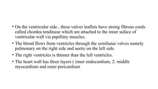• On the ventricular side , these valves leaflets have strong fibrous cords
called chordea tendineae which are attached to the inner suface of
ventricular wall via papillary muscles.
• The blood flows from ventricles through the semilunar valves namely
pulmonary on the right side and aortic on the left side.
• The right ventricles is thinner than the left ventricles.
• The heart wall has three layers ( inner endocardium, 2. middle
myocardium and outer pericardium
 