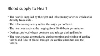 Blood supply to Heart
• The heart is supplied by the right and left coronary arteries which arise
directly from aorta .
• The left coronary artery sullies the major part of heart.
• The heart contracts at the ranging from 60-80 beats per minutes.
• During systole ,the heart contracts and relexes during diastole.
• The heart sounds are produced during opening and closing of cardiac
valves and flow of blood through the cardiac chambers and the
valves.
 