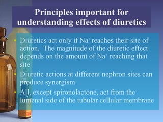 Diuretics act only if Na +  reaches their site of action.  The magnitude of the diuretic effect depends on the amount of Na +  reaching that site Diuretic actions at different nephron sites can produce synergism All, except spironolactone, act from the lumenal side of the tubular cellular membrane Principles important for understanding effects of diuretics 