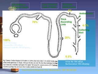 From Knauf & Mutschler Klin. Wochenschr. 1991 69:239-250 70% 20% 5% 4.5% 0.5% Volume 1.5 L/day Urine Na 100 mEq/L Na Excretion 155 mEq/day 100% GFR 180 L/day  Plasma Na 145 mEq/L Filtered Load 26,100 mEq/day CA Inhibitors Proximal tubule Loop Diuretics Loop of Henle Thiazides Distal tubule Antikaliuretics Collecting  duct Thick  Ascending  Limb 