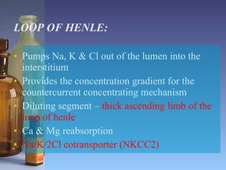 LOOP OF HENLE: Pumps Na, K & Cl out of the lumen into the interstitium Provides the concentration gradient for the countercurrent concentrating mechanism Diluting segment –  thick ascending limb of the loop of henle Ca & Mg reabsorption Na/K/2Cl cotransporter (NKCC2) 
