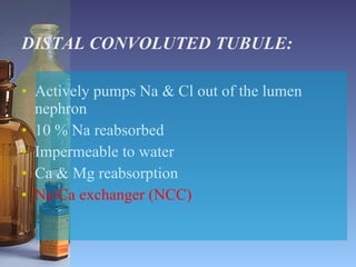 DISTAL CONVOLUTED TUBULE: Actively pumps Na & Cl out of the lumen nephron 10 % Na reabsorbed Impermeable to water Ca & Mg reabsorption Na/Ca exchanger (NCC) 