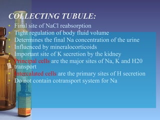 COLLECTING TUBULE: Final site of NaCl reabsorption Tight regulation of body fluid volume Determines the final Na concentration of the urine Influenced by mineralocorticoids Important site of K secretion by the kidney Principal cells  are the major sites of Na, K and H20 transport Intercalated cells  are the primary sites of H secretion Do not contain cotransport system for Na 