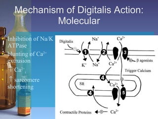 Mechanism of Digitalis Action: Molecular Inhibition of Na/K ATPase   blunting of Ca 2+  extrusion     Ca 2+ i      sarcomere shortening  