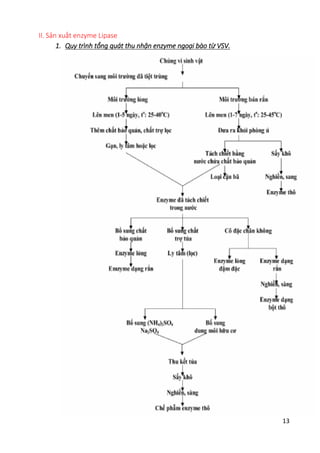 13
II. Sản xuất enzyme Lipase
1. Quy trình tổng quát thu nhận enzyme ngoại bào từ VSV.
 
