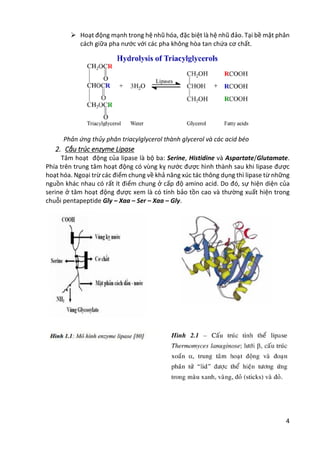 4
 Hoạt động mạnh trong hệ nhũ hóa, đặc biệt là hệ nhũ đảo. Tại bề mặt phân
cách giữa pha nước với các pha không hòa tan chứa cơ chất.
Phản ứng thủy phân triacylglycerol thành glycerol và các acid béo
2. Cấu trúc enzyme Lipase
Tâm hoạt động của lipase là bộ ba: Serine, Histidine và Aspartate/Glutamate.
Phía trên trung tâm hoạt động có vùng kỵ nước được hình thành sau khi lipase được
hoạt hóa. Ngoại trừ các điểm chung về khả năng xúc tác thông dụng thì lipase từ những
nguồn khác nhau có rất ít điểm chung ở cấp độ amino acid. Do đó, sự hiện diện của
serine ở tâm hoạt động được xem là có tính bảo tồn cao và thường xuất hiện trong
chuỗi pentapeptide Gly – Xaa – Ser – Xaa – Gly.
 