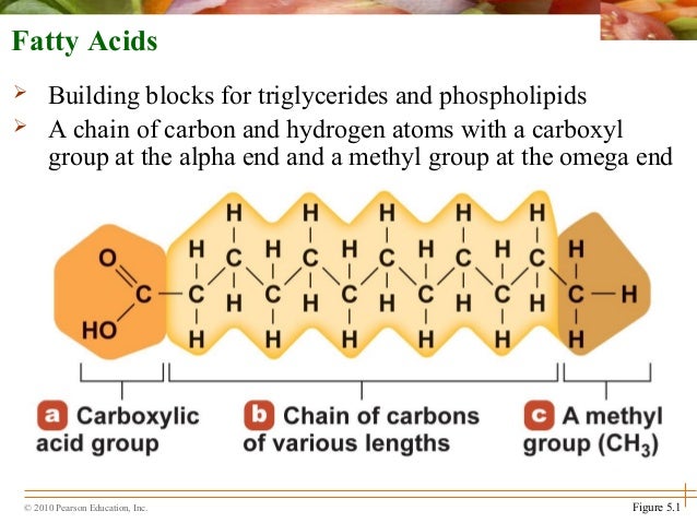 what are building blocks of fats what are building blocks of fats