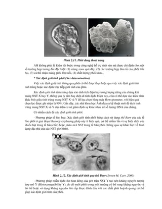 Hình 2.11. Phôi ang thoát nang
AH không ph i là khâu b t bu c trong công ngh h tr sinh s n mà ư c ch nh cho m t
s trư ng h p tương i c bi t: (1) màng zona quá dày, (2) các trư ng h p làm t c a phôi th t
b i, (3) cá th nh n mang phôi l n tu i, (4) ch t lư ng phôi kém...
* Xác nh gi i tính phôi (Sex determination)
Vi c xác nh gi i tính thông qua phôi có th ư c th c hi n qua vi c xác nh gi i tính
tinh trùng ho c xác nh tr c ti p gi i tính c a phôi.
Xác nh gi i tính tinh trùng d a vào tính tích i n hay tr ng lư ng riêng c a chúng khi
mang NST X hay Y, thông qua ly tâm hay i n di tinh d ch. Hi n nay, còn có th d a vào ki u hình
khác bi t gi a tinh trùng mang NST X và Y l a ch n b ng máy flowcytometer, v i hi u qu
ch n l c ư c ghi nh n là 90%. G n ây, các nhà khoa h c Anh ưa ra k thu t m i tách tinh
trùng mang NST X và Y d a trên cơ s giám nh s khác nhau v s lư ng DNA c a chúng.
Có nhi u cách xác nh gi i tính phôi:
- Phương pháp t bào h c: Xác nh gi i tính phôi b ng cách s d ng th Barr c a các t
bào phôi giai o n blastocyst (phương pháp này ít hi u qu , có th nh m l n vì s hi n di n c a
nhi u h t trong t bào ch t) ho c phân tích NST trong t bào phôi (thông qua s khác bi t v hình
d ng c thù c a các NST gi i tính).
Hình 2.12. Xác nh gi i tính qua th Barr (Steven M. Carr, 2000)
- Phương pháp mi n d ch: S ho t ng c a gen trên NST Y t o nên kháng nguyên tương
h p mô Y (Histocompatibility Y), do ó nuôi phôi trong môi trư ng có b sung kháng nguyên và
b th ho c s d ng kháng nguyên th c p ư c ánh d u v i các ch t phát huỳnh quang có th
giúp xác nh gi i tính c a phôi.
 