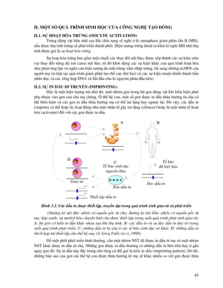 45
II. M T S QUÁ TRÌNH SINH H C C A CÔNG NGH T O DÒNG
II.1. S HO T HÓA TR NG (OOCYTE ACTIVATION)
Tr ng ng v t h u nhũ sau khi chín r ng s ngh kì metaphase gi m phân l n II (MII),
n u ư c th tinh tr ng s phát tri n thành phôi. Hi n tư ng tr ng thoát ra kh i kì ngh MII nh th
tinh ư c g i là s ho t hóa tr ng.
S ho t hóa tr ng bao g m m t chu i các thay i n i bào, ư c x p thành các s ki n s m
(s thay i n ng ion canxi n i bào, t ó kh i ng các s ki n khác c a quá trình ho t hóa
như ph n ng h t v ngăn c n hi n tư ng a tinh trùng xâm nh p tr ng, b sung nh ng mARN c a
ngư i m và ti p t c quá trình gi m phân t o th c c th hai) và các s ki n mu n (hình thành ti n
nhân c và cái, t ng h p DNA và b t u chu kì nguyên phân u tiên)
II.2. S IN D U DI TRUY N (IMPRINTING)
ây là m t hi n tư ng mà nh ó, m t nhóm gen trong b gen ng v t khi bi u hi n ph i
ph thu c vào gen c a cha m chúng. th h con, m t s gen ư c in d u th a hư ng t cha có
th bi u hi n và các gen in d u th a hư ng m có th im l ng hay ngư c l i. Do v y, các d u in
(imprint) có th ho c là, ho t ng như m t nhân t gây im l ng (silencer) ho c là m t nhân t ho t
hóa (activator) i v i các gen ư c in d u.
Hình 3.2. Các d u in ư c thi t l p, truy n t trong quá trình sinh giao t và phát tri n
( ư ng k nét t: allele có ngu n g c t cha; ư ng k nét li n: allele có ngu n g c t
m ; h p xanh: s methyl hóa chuyên bi t cha ư c thi t l p trong su t quá trình phát sinh giao t ;
A: b gen có ki u in d u khác nhau sau khi th tinh; B: các d u in và s c d u in duy trì trong
su t quá trình phát tri n; C: nh ng d u in b xóa các t bào sinh d c sơ khai; D: nh ng d u in
thích h p tái thi t l p cho th h sau. (J. Greg Falls và cs, 1999)
m t phôi phát tri n bình thư ng, c n m t nhóm NST ã ư c in d u t m và m t nhóm
NST khác ư c in d u t cha. Nh ng gen ư c in d u thư ng có nh ng d u in bên trên hay g n
ngay gen ó. S in d u này c trưng cho t ng cá th g i là ki u in d u (imprinting pattern). Do ó,
nh ng b n sao c a gen mà th h con ư c th a hư ng t m s khác nhi u so v i gen ư c th a
A B
T bào
ã bi t hóa
c d u in
C
T bào sinh d c
nguyên th y
Xóa d u in
D
Giao t
Thi t l p d u in
 