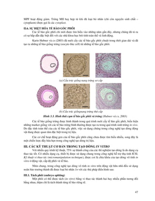 47
MPF ho t ng gi m. Tr ng MII hay h p t khi ã lo i b nhân (ch còn nguyên sinh ch t –
cytoplasm) ư c g i là các cytoplast.
II.6. S BI T HÓA T BÀO G C PHÔI
Các t bào g c phôi ch m i ư c tìm hi u vào nh ng năm g n ây, nhưng chúng ã t ra
có s h p d n c bi t i v i các nhà khoa h c b i tính toàn th và linh ng.
Karin Hubner và cs (2003) ã nuôi c y các t bào g c phôi chu t trong th i gian dài và ã
t o ra nh ng t bào gi ng tr ng (oocyte-like cell) t nh ng t bào g c phôi.
(a) C u trúc gi ng nang tr ng sơ c p
(b) C u trúc gi ngnang tr ng th c p
Hình 3.3. Hình thái c m t bào g c phôi và tr ng (Hubner và cs, 2003)
Các t bào gi ng tr ng ư c hình thành trong quá trình nuôi c y t bào g c phôi, bi u hi n
nh ng marker gi ng v i các t bào tr ng bình thư ng ư c t o ra trong quá trình sinh tr ng in vivo.
Do c tính toàn th c a các t bào g c phôi, vi c s d ng chúng trong công ngh t o dòng ng
v t ang ư c quan tâm c bi t trong tr li u.
Các cơ ch ho t ng gen c a t bào g c phôi cũng chưa ư c tìm hi u nhi u, song ây là
m t chi n lư c y h a h n trong công ngh t o dòng tr li u.
III. CÁC K THU T CƠ B N TRONG T O DÒNG IN VITRO
V i nhi u quy trình k thu t, 75% s thành công c a các thí nghi m t o dòng là do d ng c
thao tác t t. Có nhi u d ng c , thi t b ư c s d ng chung trong công ngh h tr th tinh ICSI.
K thu t vi thao tác (micromanipulation technique), ư c coi là chìa khóa c a t o dòng vô tính in
vitro ng v t, c p phôi và t bào.
Nhìn chung, trong công ngh t o dòng vô tính in vitro trên ng v t h u nhũ u s d ng
noãn bào trư ng thành ã ư c lo i b nhân 1n v i các th pháp i n hình sau:
III.1. Tách phôi (embryo spitting)
M t phôi có th ư c tách (in vitro) b ng vi thao tác thành hai hay nhi u ph n tương i
b ng nhau, th m chí là tách thành t ng t bào riêng r .
 