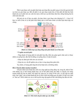 Phôi giai o n cu i c a phôi dâu ho c giai o n u c a phôi nang s cho k t qu tách ôi
cao hơn các giai o n sau. Khi c t phôi các giai o n mu n hơn, t bào phôi ã bi t hóa hình
thành nên các lá phôi nên xác xu t cho m t cơ th tr n v n khó ư c m b o, thông thư ng thai b
ch t trư c khi sinh.
tách r i các t bào c a phôi, c n th c hi n giai o n s m (thư ng là 2 – 4 hay 8 t
bào) và m i t bào s có th phát tri n thành m t cơ th hoàn ch nh v i i u ki n thích h p v i
chúng.
Hình 3.4. Chi n lư c t o dòng b ng tách phôi thành các t bào ơn
* Ý nghĩa c a tách phôi:
- Tăng nhanh s lư ng phôi t m t phôi ban u, i u này giúp ngư i chăn nuôi có ư c
nhi u con gi ng hơn, c bi t là nh ng con gi ng nhau v m t di truy n.
- Giúp xác nh gi i tính s m c a v t nuôi.
- Giúp cho các v n nghiên c u cơ b n và ng d ng khác phát tri n.
Tuy nhiên, s lư ng phôi tăng lên t k thu t tách, c t không nhi u.
III.2. Chuy n nhân (nuclear transfer)
Chuy n nhân là k thu t then ch t c a công ngh t o dòng ng v t, trong ó, nhân t bào
sinh dư ng c a cơ th trư ng thành (hay c a t bào phôi) ư c thu nh n và chuy n vào tr ng
trư ng thành ã lo i b nhân). K thu t này giúp t o các dòng t bào m i, và n u ti p t c phát
tri n, m t “phôi” m i s hình thành cho ra m t cá th m i thông qua c y phôi. Cá th con ra i
có “b n sao” DNA chính xác c a cơ th m ã cung c p ngu n t bào sinh dư ng ban u nói trên.
Hình 3.5. Ti n trình chuy n nhân t o c u Dolly
Các t bào c a
m t phôi ban u
T bào phôi
ư c tách r i
Phát tri n
thành phôi
C y phôi vào
các con nh n
khác nhau
Các cá th
con ra i
gi ng nhau
 