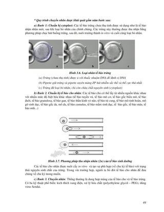 49
* Quy trình chuy n nhân ư c khái quát g m năm bư c sau:
a) Bư c 1: Chu n b cytoplast: Các t bào tr ng chưa th tinh ư c s d ng như là t bào
nh n nhân m i, sau khi lo i b nhân c a chính chúng. Các tr ng này thư ng ư c thu nh n b ng
phương pháp ch c hút bu ng tr ng, sau ó, nuôi trư ng thành in vitro và cu i cùng lo i b nhân.
Hình 3.6. Lo i nhân t bào tr ng
(a) Tr ng (chưa th tinh) ư c v i thu c nhu m DNA nh v DNA
(b) Pipette gi tr ng và pipette xuyên màng ZP hút nhi m s c th và th c c th nh t
(c) Tr ng ã lo i b nhân, ch còn ch a ch t nguyên sinh (cytoplast)
b) Bư c 2. Chu n b t bào cho nhân: Các t bào cho có th l y t nhi u ngu n khác nhau
v i nhi u m c bi t hóa khác nhau (t bào tuy n vú, t bào mô cơ, t bào g c bi u mô, t bào
uôi, t bào granulosa, t bào gan, t bào th n kinh v não, t bào t cung, t bào mô tinh hoàn, mô
g sinh d c, t bào g c da, mô da, t bào cumulus, t bào m m sinh d c, t bào g c, t bào máu, t
bào mũi...)
Hình 3.7. Phương pháp thu nh n nhân (2n) c a t bào sinh dư ng
Các t bào cho nhân ư c nuôi c y in vitro và t o s phù h p (v chu kỳ t bào) v i tr ng
thái nguyên sinh ch t c a tr ng. Trong vài trư ng h p, ngư i ta b ói t bào cho nhân ưa
chúng v chu kỳ mong mu n.
c) Bư c 3. Chuy n nhân: Thông thư ng là dung h p màng c a t bào cho và t bào tr ng.
Có ba k thu t ph bi n: kích thích xung i n, x lý hóa ch t (polyethylene glycol – PEG), dùng
virus Sendai.
a b c
 