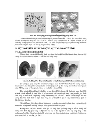 51
Hình 3.9. Các d ng phôi ư c t o b ng phương pháp trinh s n
(a) Phôi heo blastocyst ang thoát nang và phát tri n sau khi IVM 44 gi , ư c kích thích
liên t c 3 xung i n 80-µsec, 1,0 kV/cm DC. Sau ó x lý Cytochalasin B 7 µg/ml trong 6 gi
c m ng lư ng b i hóa (Jie Zhu và cs, 2001). (b) Phôi chu t c ng ư c ho t hóa b ng strotinum
phát tri n n giai o n 2 t bào. (Otaegui và cs, 1999)
IV. M T S KHI M KHUY T NG V T T O DÒNG VÔ TÍNH
IV.1. CÁC BI U HI N I N HÌNH
Nh ng ng v t ra i b ng k thu t t o dòng thư ng không h n là m t dòng th c s , b i
chúng có vài khác bi t so v i hai cá th sinh ôi cùng tr ng.
Hình 3.10. Chu t t o dòng có nhau thai và kích thư c cơ th l n hơn bình thư ng
(a) Cùng 13 ngày tu i, thai chu t t o dòng có nhau thai l n hơn chu t i ch ng (b) (th
tinh in vitro). (c): Chu t t o dòng vô tính (trái) n ng 77,95 g, i ch ng (th tinh in vitro) (ph i)
n ng 42,90 g cùng 12 tháng tu i (Atsuo và cs, Kellie và cs, 2000).
H u h t các khi m khuy t bi u hi n s gia tăng v kích thư c, b t thư ng nhau thai. M t
s khác có các v n v ph i, th n và h tim m ch, r i lo n t ch c gan, kh p và não, suy thoái
ch c năng h mi n d ch, tăng tr ng không bình thư ng sau khi sinh… Nhi u khi m khuy t nói trên
không th ư c ch n oán và ngăn ch n b ng các k thu t hi n t i, do v y, các mô và cơ quan có
th phát tri n l ch l c.
T t c u gi thi t r ng, nh ng b t thư ng và khi m khuy t nói trên ng v t t o dòng là
do s bi u hi n gen b t thư ng, sai l ch trong giai o n s m c a phôi.
Không ch con, các ”bà m ” tham gia vào công ngh t o dòng cũng có th có nh ng nh
hư ng nh t nh. T l t vong và b nh t t c a các cá th m (bò và c u) này tăng áng k b i
nhi u nguyên nhân, ch ng h n, thai ch t s m trong khi ch a, thai gia tăng kích thư c, b t thư ng
trong nhau thai, s ng c c a thai…
ba c
a b
 