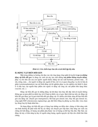 55
Hình 4.1. Các chi n lư c b o t n và tái thi t l p b y àn
II. NG V T BI N I GEN
M t trong nh ng xu hư ng ch o c a vi c ng d ng công ngh di truy n là t o ra nh ng
ng v t bi n i gen và dùng các sinh v t này s n xu t nh ng s n ph m không truy n th ng,
ph c v cho nhu c u c a con ngư i: ngu n thu c ( ng v t s n xu t hormone, protein máu… t
s a, tr ng, máu… cho ngư i và ng v t; ngu n t bào, mô và cơ quan s ng ph c v cho tr li u d
ghép (xenotransplantation); t o mô hình ng v t thí nghi m ph c v cho nghiên c u b nh lí, dư c
lí và c h c; t o ngu n th c ph m cho ngư i và ng v t cùng các s n ph m h u d ng khác
(vaccine, s i...).
ng v t bi n i gen là nh ng ng v t ã ư c làm thay i c tính di truy n không
thông qua s giao ph i t nhiên hay tái t h p t nhiên c a cá gen. Quá trình t o nên các ng v t
bi n i gen ư c g i là quá trình bi n i gen ng v t. Có nhi u cách khác nhau làm bi n i
gen c a ng v t: chuy n gen (transgenesis), b t ho t gen (knock out), thay th gen (knock in),
công ngh NST (chromosome engineering), gây t bi n (b ng tia phóng x , hóa ch t, virus ch n
l c dòng) hay k thu t nhân b n…
S d ng ng v t bi n i gen có hàng lo t nh ng ưu i m như: chúng có kh năng sinh
s n bình thư ng phát tri n th h các ng v t chuy n gen ti p theo, kh năng s n xu t c a
chúng r t linh ng, s lư ng s n ph m ph thu c vào s lư ng cá th hay b y àn. c bi t, các
ng v t này có kh năng t duy trì ngu n năng lư ng, ngu n nguyên v t li u cho chính b n thân
chúng.
B o t n in situ B o t n in vitro
Cá th
Cá th c Cá th cái
Gi i ông
C y truy n
H tr sinh s n
BotnThitlpbyàn
B o qu n phôi, tinh
Tinh
T bào sinh dư ng
T o dòng vô tínhTinhTr ng
T bào sinh tinh,
sinh tr ng
Phôi
B o t n
B y àn
 