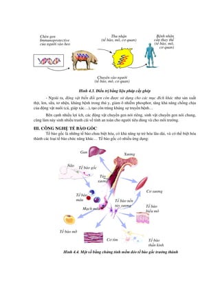 Hình 4.3. i u tr b ng li u pháp c y ghép
- Ngoài ra, ng v t bi n i gen còn ư c s d ng cho các m c ích khác như s n xu t
th t, len, s a, tơ nh n, kháng b nh trong thú y, gi m ô nhi m phosphor, tăng kh năng ch ng ch u
c a ng v t nuôi (cá, giáp xác…), t o côn trùng kháng s truy n b nh…
Bên c nh nhi u l i ích, các ng v t chuy n gen nói riêng, sinh v t chuy n gen nói chung,
cũng làm n y sinh nhi u tranh cãi v tính an toàn cho ngư i tiêu dùng và cho môi trư ng.
III. CÔNG NGH T BÀO G C
T bào g c là nh ng t bào chưa bi t hóa, có kh năng t tr hóa lâu dài, và có th bi t hóa
thành các lo i t bào ch c năng khác… T bào g c có nhi u ng d ng:
Hình 4.4. M t s b ng ch ng tính m m d o t bào g c trư ng thành
Thu nh n
(t bào, mô, cơ quan)
Chuy n vào ngư i
(t bào, mô, cơ quan)
B nh nhân
c n thay th
(t bào, mô,
cơ quan)
Chèn gen
Immunoprotective
c a ngư i vào heo
Gan
Não
T bào g c
CNS
T y
xương
Xương
Cơ xương
T bào
máu
M ch máu
T bào m
T bào
th n kinh
T bào
bi u mô
T bào n n
t y xương
Cơ tim
 