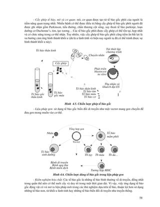 58
- C y ghép t bào, mô và cơ quan: mô, cơ quan ư c t o t t bào g c phôi c a ngư i là
ti m năng quan tr ng nh t. Nhi u b nh có th ư c i u tr b ng c y ghép t bào g c phôi ngư i ã
ư c ghi nh n g m Parkinson, ti u ư ng, ch n thương c t s ng, suy thoái t bào purkinje, lo n
dư ng cơ Duchenne’s, tim, t o xương… Các t bào g c phôi ư c c y ghép có th t n t i, h p nh t
và có ch c năng trong cơ th nh n. Tuy nhiên, vi c c y ghép t bào g c phôi cũng ti m n b t l i là
xu hư ng c m ng hình thành kh i u (dù là u lành tính và hi n nay ngư i ta ã có th tránh ư c s
hình thành kh i u này).
Hình 4.5. Chi n lư c ghép t bào g c
- Li u pháp gen: s d ng t bào g c bi n i di truy n như m t vector mang gen chuy n
ưa gen mong mu n vào cơ th .
Hình 4.6. Chi n lư c dùng t bào g c trong li u pháp gen
- Ki m nghi m hóa ch t: Các t bào g c là nh ng t bào bình thư ng v di truy n, ng nh t
trong qu n th nên có th nuôi c y và duy trì trong m t th i gian dài. Vì v y, vi c ng d ng t bào
g c ng v t có vú m ra li u pháp m i trong các th nghi m d a trên t bào, thu n l i hơn s d ng
nh ng t bào non, t kh i u lành tính hay nh ng t bào bi n i di truy n như truy n th ng.
°Ο
°
°
°
°Ο
°Ο
°°
°Ο
T bào th n kinh
T bào tim
T bào máu
T bào cơ
Thu nh n và
khu ch i ES
Phát tri n
blastocyst
in vitro
Tái thi t l p
chương trình
Chuy n nhân
T bào g c
th n kinh
T bào
g c máu
T bào th n kinh
C y ghép
T bào
m m phôi
Nhân
T bào
sinh dư ng
Tương h p MHC
Tb t y Tb máu Tb da…
T ng h p gen
Vector
B nh di truy n
B nh ung thư
B nh mi n d ch
...
 