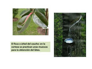 El ficus o árbol del caucho: en la corteza se practican unas muescas para la obtención del látex.