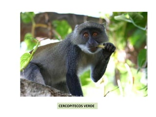 CERCOPITECOS VERDE