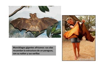 Murciélagos gigantes africanos: sus alas recuerdan la estructura de un paraguas, con su nailon y sus varillas