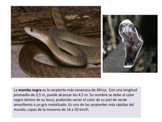 La mamba negra es la serpiente más venenosa de África.  Con una longitud promedio de 2,5 m, puede alcanzar los 4,5 m. Su nombre se debe al color negro dentro de su boca; pudiendo variar el color de su piel de verde amarillento a un gris metalizado. Es una de las serpientes más rápidas del mundo, capaz de la moverse de 16 a 20 km/h.
