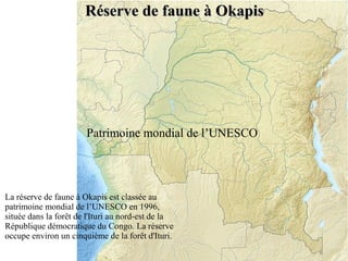 Réserve de faune à Okapis

Patrimoine mondial de l’UNESCO

La réserve de faune à Okapis est classée au
patrimoine mondial de l’UNESCO en 1996,
située dans la forêt de l'Ituri au nord-est de la
République démocratique du Congo. La réserve
occupe environ un cinquième de la forêt d'Ituri.

 