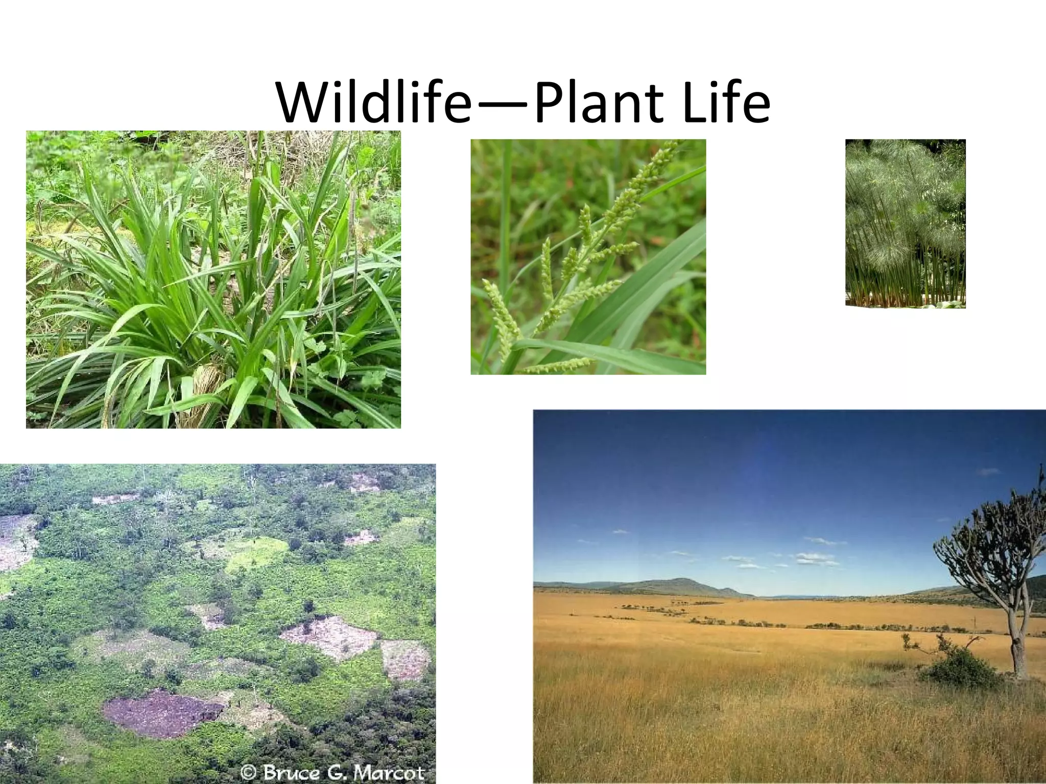 Wildlife—Plant Life 