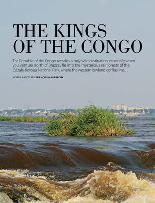 44 February 2016
TRAVEL CONGO
THE KINGS
OF THE CONGOThe Republic of the Congo remains a truly wild destination, especially when
you venture north of Brazzaville into the mysterious rainforests of the
Odzala-Kokoua National Park, where the western lowland gorillas live…
WORDS & PICTURES FRANÇOIS HAASBROEK
 